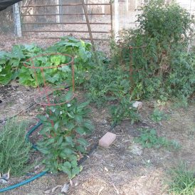 Dudley Do-wrong in the Garden Image